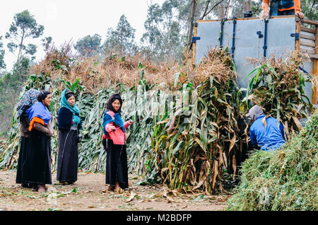 Tungurahua, Ecuador - Dez 20, 2017: Junge indigene Frauen sammeln Rohstoffe Zuckerrohr Pflanzen von einer Plantage in den Markt zu bringen. Stockfoto