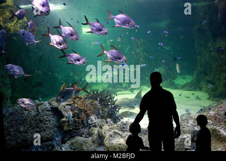 Australien. Sydney. Sydney Aquarium. Mann und Kinder beobachten Fische im Aquarium. Stockfoto