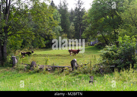 Landschaft einer Kuh grasen in einem alten Wiese unter den Bäumen. Foto Natur. Stockfoto