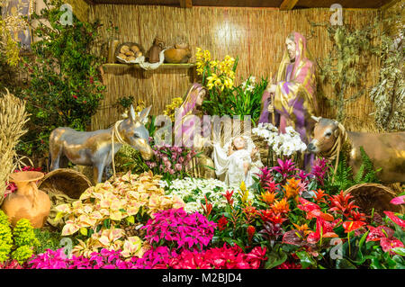 MADEIRA Funchal Portugal Madeira viele der lokalen Blumen in der Krippe in der Weihnachtsmarkt im Zentrum von Funchal Madeira Portugal eu Europa Stockfoto