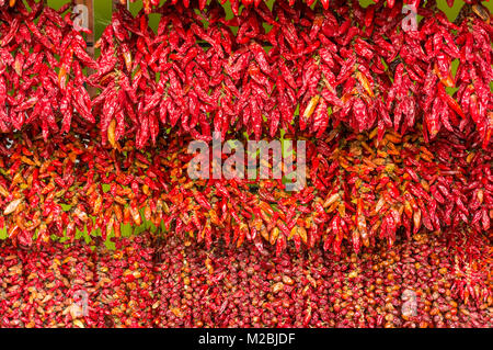 MADEIRA PORTUGAL MADEIRA Chilis in einem Bündel zum Verkauf Mercado dos Lavradores Markt für die Hersteller von Essen auf der Insel Funchal, Madeira Stockfoto