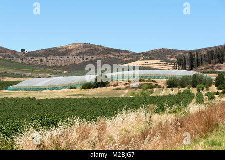 Riebeek Kasteel Western Cape Südafrika. Reben in der Region Swartland Western Cape etwas unter Kunststoff Netze zum Schutz. Stockfoto