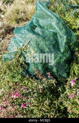Abdeckung von empfindlichen Pflanzen auf den Felsen ist von Winter Frost geschützt Stockfoto
