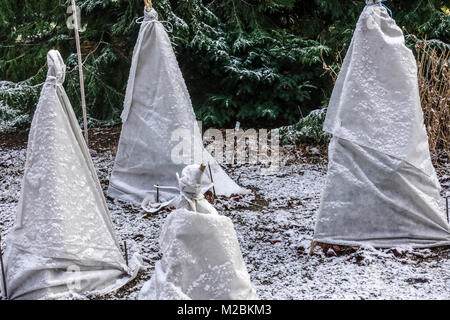 Gartenvlies schützt Pflanzen vor Winterfrost im Gartenwinterschutz Stockfoto