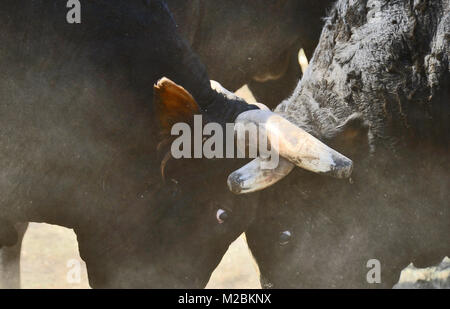 Eine Nahaufnahme von zwei einheimischen Rodeo bocken Bullen aggressiv zu sein Gedränge gegenseitig an einer im Rodeo in Alberta, Kanada. Stockfoto