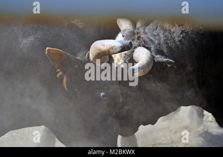 Eine Nahaufnahme von zwei einheimischen Rodeo bocken Bullen aggressiv zu sein Gedränge gegenseitig an einer im Rodeo in Alberta, Kanada. Stockfoto