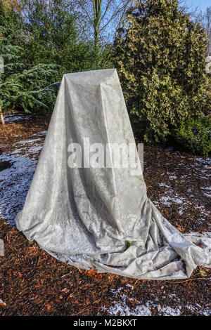 Gartenvlies schützt Pflanzen vor Winterfrost in einem Garten Winterschutzpflanze abgedeckt Stockfoto