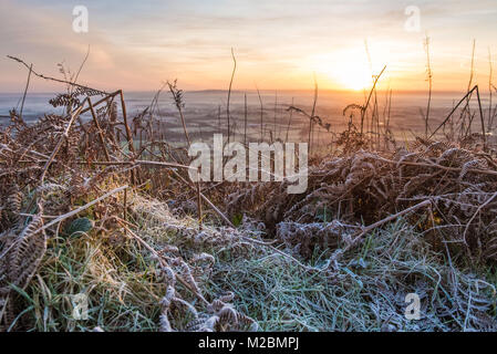Malvern Hills, Worcestershire, Großbritannien. 30. Januar 2018. Einen kalten und frostigen Sonnenaufgang auf der Malvern Hills. Im Bild: Farne, beschichtet mit über Nacht Frost als Stockfoto