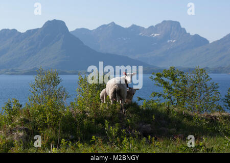 Schafe und Raftsundet, einer Meerenge in den Gemeinden Hadsel und Vågan, Lofoten Inseln, Grafschaft Nordland, Norwegen. Stockfoto