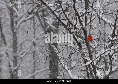 Stecker, rot Northern cardinal Bird sitzen auf dem Baum in einem schweren Schneesturm im Winter Toronto Kanada Stockfoto