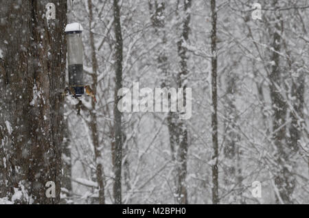 Weibliche nördliche Kardinal sitzen auf einem Hinterhof Bird Feeder in einem schweren Schneesturm im Winter Toronto Kanada mit House finch und Spatzen Stockfoto