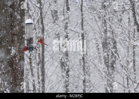 Männliche Haussperling suchen bei der Landung männlich roten Norden Kardinal an backyard Bird Feeder in einem Toronto Wald während starker Schneefall Schneesturm Stockfoto