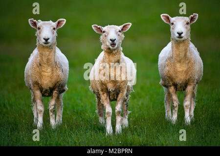 Neuseeland, Südinsel, die Catlins, in der Nähe von Invercargill. Schaf. Stockfoto