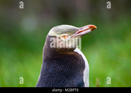 Neuseeland, Südinsel, Dunedin, Otago Peninsula, Yellow-eyed Penguin (Megadyptes Antipodes). Stockfoto
