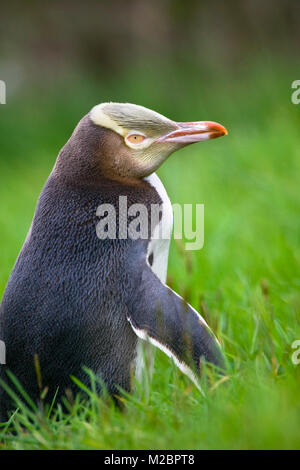 Neuseeland, Südinsel, Dunedin, Otago Peninsula, Yellow-eyed Penguin (Megadyptes Antipodes). Stockfoto