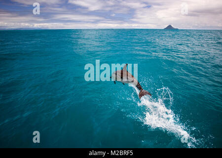 Neuseeland, Nordinsel, Whakatane, Delfine. Stockfoto