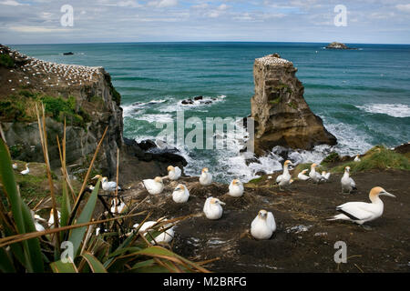 Neuseeland, Nordinsel, Murawai Tölpelkolonie, Australasian Basstölpel (Morus Serrator). Stockfoto