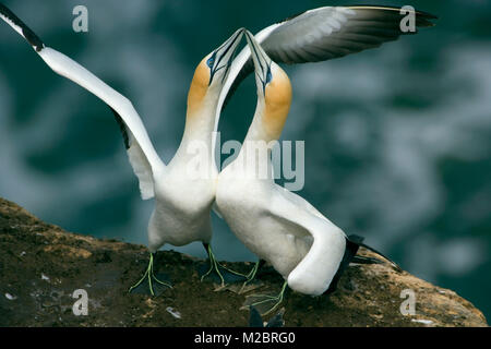 Neuseeland, Nordinsel, Murawai Gannet Kolonie, Australasian Gannet (Morus Serrator) Balz verhalten. Stockfoto