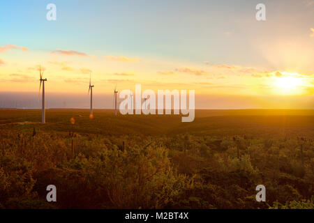 Windmühlen am Windpark, Coquimbo Region, Chile Stockfoto