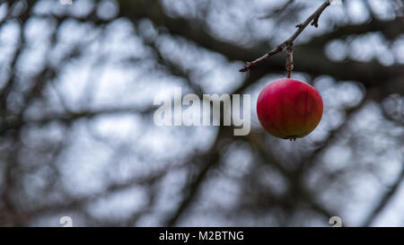 Remeaining letzte red apple im Herbst mit verschwommenen Hintergrund Stockfoto