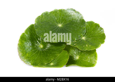 Nahaufnahme einer Heilpflanze allgemein als Goldmünze Gras auf einem weißen Hintergrund bekannt Stockfoto