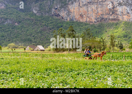 Tabakfeld Tal von Vinales, Kuba Stockfoto