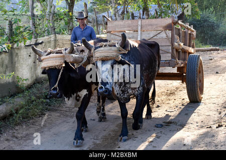 Kubanische Landwirt mit ox-driven Warenkorb
