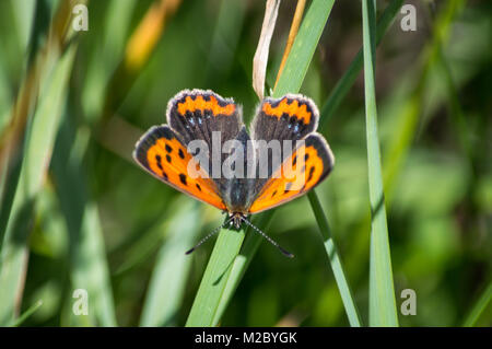 Kleine Kupfer Schmetterling auf Gras Stockfoto