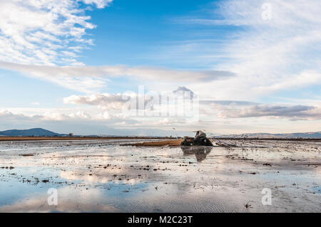 Traktor mit den Lichtern an der Arbeit an einem überfluteten Reisfeld Vögel für Lebensmittel, Ebro Delta, Katalonien, Spanien Stockfoto