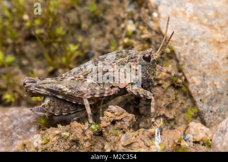 Gemeinsame Groundhopper (Tetrix undulata) auf dem Boden aufliegt. Cahir, Tipperary, Irland. Stockfoto