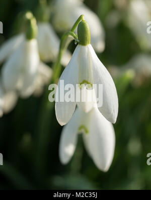 Schließen Sie herauf Foto der Blüte Schneeglöckchen (Galanthus nivalis) Tipperary, Irland. Stockfoto