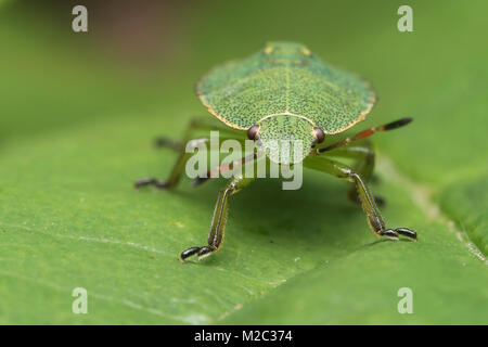 Gemeinsame Green Shieldbug Nymphe (Palomena prasina) ruht auf einem Blatt. Cahir, Tipperary, Irland. Stockfoto