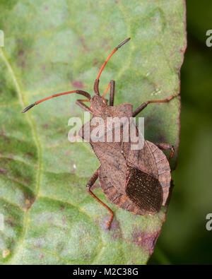 Hochformat eines Dock Bug (Coreus Marginatus) ruht auf einem Dock leaf. Tipperary, Irland. Stockfoto