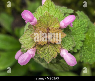 Ansicht von oben nach unten rot Dead-Nettle wildflower (Lamium Purpureum), das die lila Blüten und der behaarte Blätter. Tipperary, Irland Stockfoto