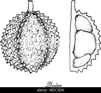 Tropische Früchte, Illustration Hand gezeichnete Skizze von Durian isoliert auf weißem Hintergrund. Eine der beliebtesten Früchte in der Welt. Stock Vektor