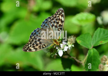 Weibliche Silber - gewaschen Fritillaryschmetterling, valezena Form Stockfoto