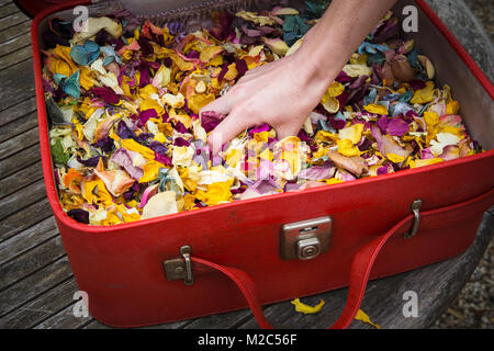 Person grabbing Handvoll Blumen Blütenblätter von Vintage Koffer, close-up Stockfoto