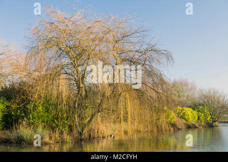 Ein Bild von einem schönen Weeping Willow Tree von einer teilweise zugefrorenen See. Eye Kettleby Seen, Melton Mowbray, Leicestershire, England, UK. Stockfoto