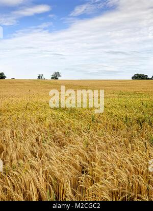 Weizen drehen von Grün zu einem goldenen gelb erstreckt sich bis zum Horizont. Stockfoto