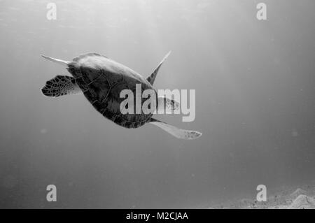 Eine Meeresschildkröte schwimmt durch Lichtstrahlen in der Nähe von Caneel Bay auf der Insel St. John in den U.S. Virgin Islands. Stockfoto