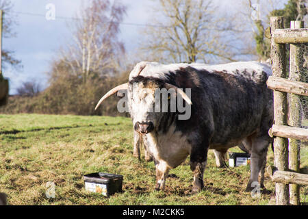 Eine englische Longhorn Stier Stockfoto