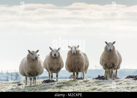 4 Mutterschafe in Lamm in der frostigen Bereich Stockfoto