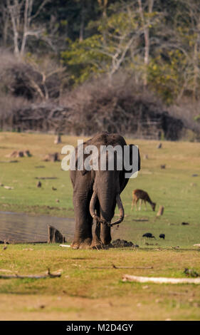 Riesige massive lange Tusk indischer Elefant nach dem Schlammbad im natürlichen Lebensraum an einem sonnigen Tag Stockfoto