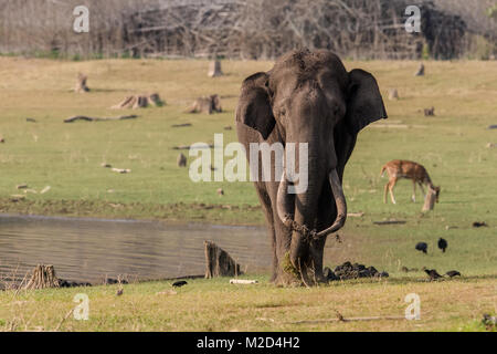 Riesige massive lange Tusk indischer Elefant nach dem Schlammbad im natürlichen Lebensraum an einem sonnigen Tag Stockfoto