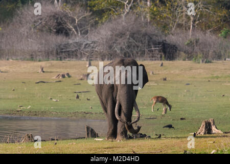 Riesige massive lange Tusk indischer Elefant nach dem Schlammbad im natürlichen Lebensraum an einem sonnigen Tag Stockfoto