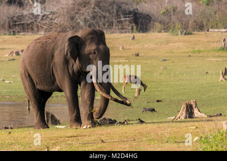 Riesige massive lange Tusk indischer Elefant nach dem Schlammbad im natürlichen Lebensraum an einem sonnigen Tag Stockfoto