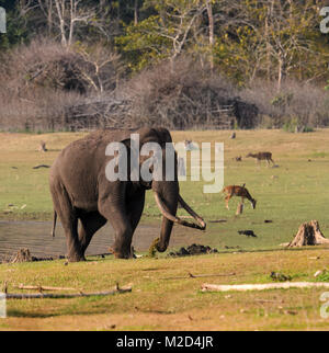 Riesige massive lange Tusk indischer Elefant nach dem Schlammbad im natürlichen Lebensraum an einem sonnigen Tag Stockfoto