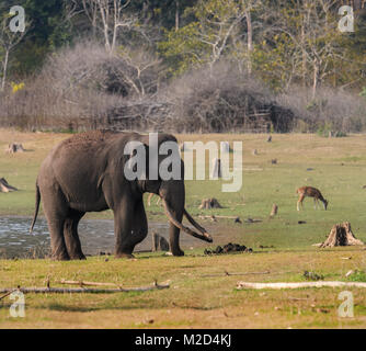 Riesige massive lange Tusk indischer Elefant nach dem Schlammbad im natürlichen Lebensraum an einem sonnigen Tag Stockfoto