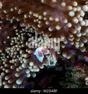 Ein Porzellan Krabben versteckt in einer Anemone Stockfoto