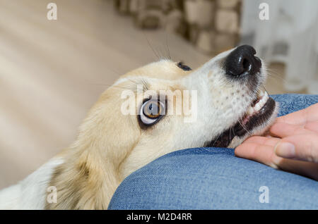 Der Kopf des Hundes in die Hände der Kinder. Selektive konzentrieren. Stockfoto